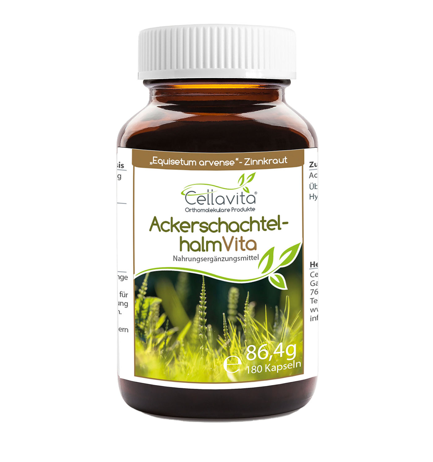 Acker-Schachtelhalm (Zinnkraut) Vita