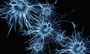 Erkenntnisse der Neurobiologie / Epigenetik
